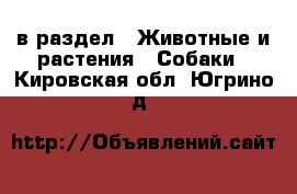  в раздел : Животные и растения » Собаки . Кировская обл.,Югрино д.